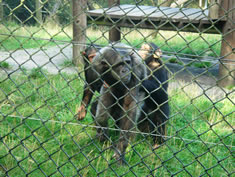 Monkey World