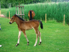 New Forest Pony